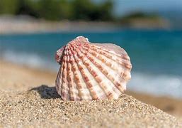 Image result for Con Que Coquillage