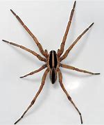 Image result for Venomous Spiders in Missouri