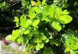 Image result for Krugiodendron Ferreum