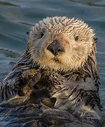 Image result for Pics of Otters