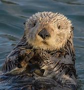 Image result for Skinned Otter
