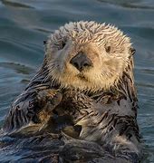 Image result for Otter Pics