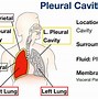 pelvic cavity 的图像结果
