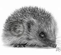 Image result for Hedgehog Pencil Drawing
