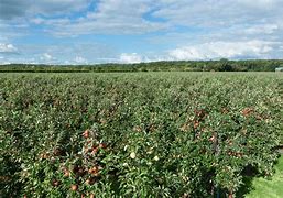 Image result for Red Dutch Apple Trees