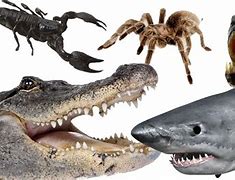 Image result for 10 Deadliest Animals