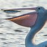Image result for Pelican Pouch Under Chin