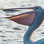 Image result for Bird Catching Fish Pelican