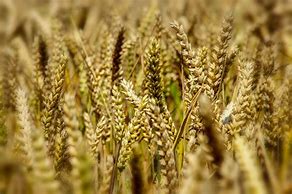 Image result for Stalks of Grain