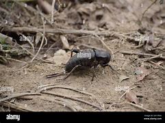 Image result for Picture of Giant Cricket Dark Souls 2
