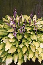 Hosta Lady Guinevere 的图像结果