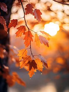 Herbstblätter im Sonnenlicht Poster von drdigitaldesign | Printler