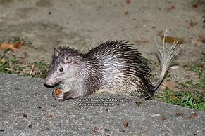 Image result for Asiatic Brush-Tailed Porcupine