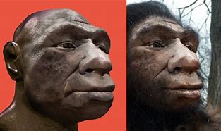 Image result for Earliest Hominids