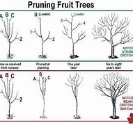 Image result for Months Old Apple Tree Care