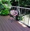 Image result for Cable Deck Railing