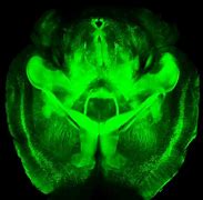 Image result for Ox Brain Small