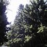 Image result for Picea abies Ami