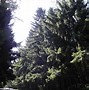 Image result for Picea abies Pitzi 2