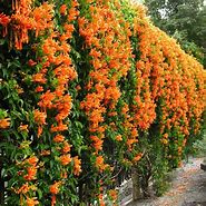 Image result for Orange Trumpet Flower Vine