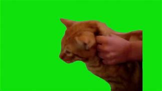 Image result for Nooo Cat