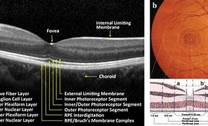 Image result for Anatomy of Retina