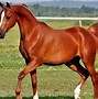 Image result for Most Expensive Arabian Horse