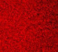 Image result for iPhone 5S Red Wallpaper