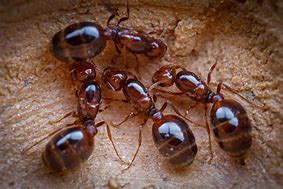 Image result for Red Fire Ants