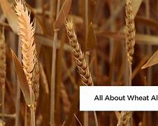 Image result for Wheat Protein Allergy