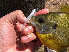 Image result for Lures for Bluegill