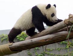 Image result for Giant panda Le Le