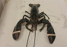 Image result for Blue Lobster Dunks