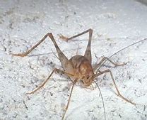 Image result for What's a Spricket