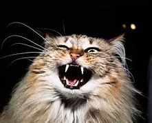 Image result for Evil Looking Cat Staring through Window