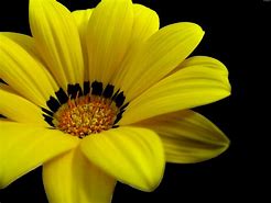 Image result for Yellow Flower Wallpaper