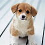 Image result for Cute Baby Puppy Wallpaper