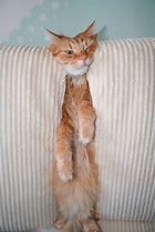 Image result for Cat On Chair MEME Funny No Words