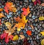 Image result for Beautiful Fall Autumn Desktop Wallpaper