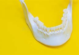 Image result for Teeth/Jaw Skull