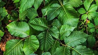 Image result for Poisonous Plants While Camping