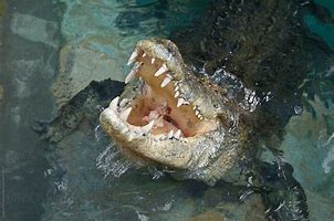Image result for Saltwater Crocodile Jaw