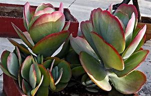 Image result for Different Types Cactus Plants