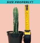 Image result for 5Cm Size in Inches