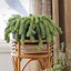 Image result for Common Succulent Houseplants