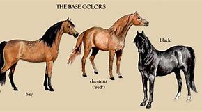 Image result for Morgan Horse Coat Colors