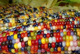 Image result for Native American Corn