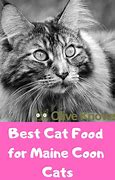Image result for Best Cat Food for Maine Coon Cats