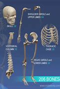 Image result for Human Body Part 3D View