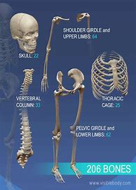 Image result for Skeleton Bones Image